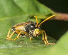 Bladhveps tenthredo campestris